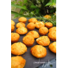 Bouchées au chèvre